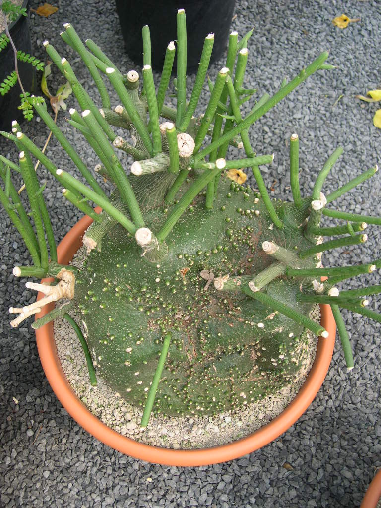 adenia globosa.JPG